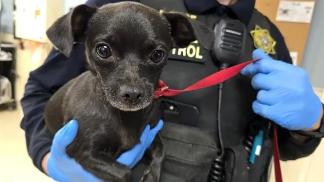 A young small-sized female Chihuahua dog named Baby for adoption in Riverside, CA
