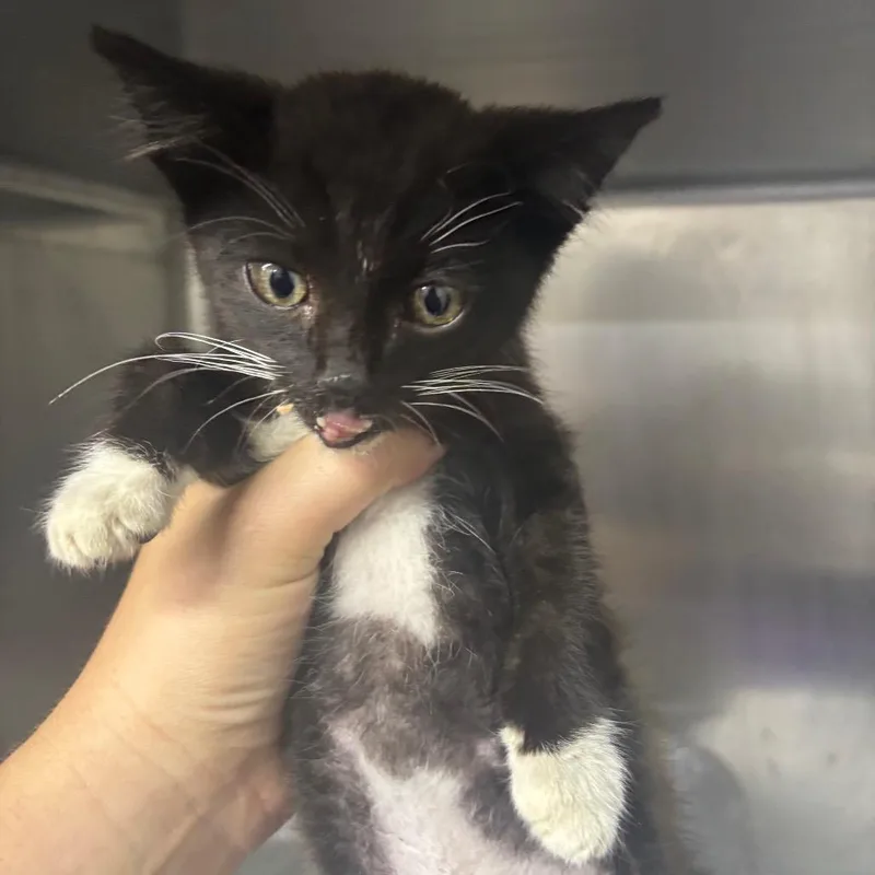 A baby small-sized male Domestic Short Hair cat named Bill for adoption in Corbin, KY