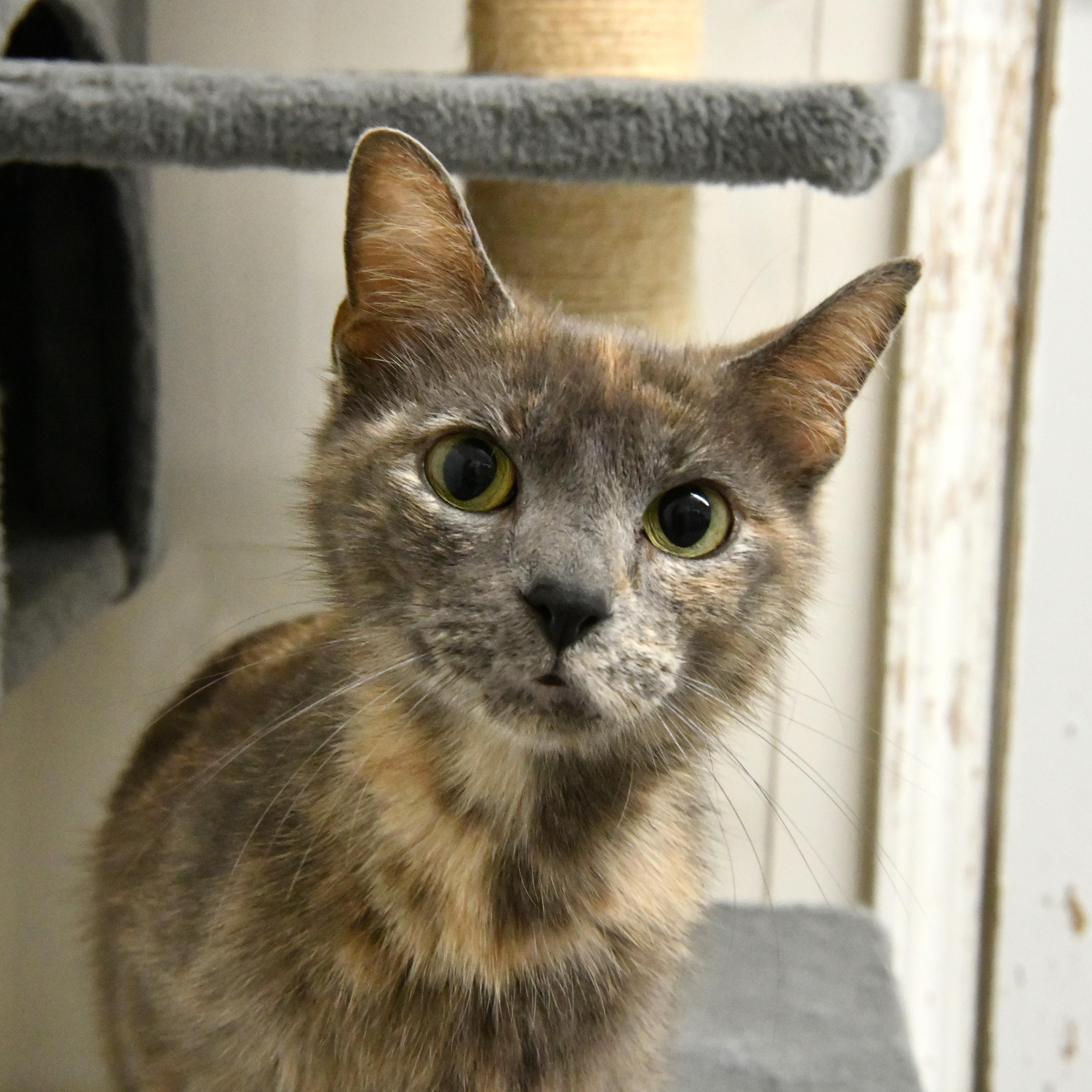 An adult medium-sized female Dilute Tortoiseshell Domestic Short Hair cat named Pomegranate for adoption in Fairhope, AL