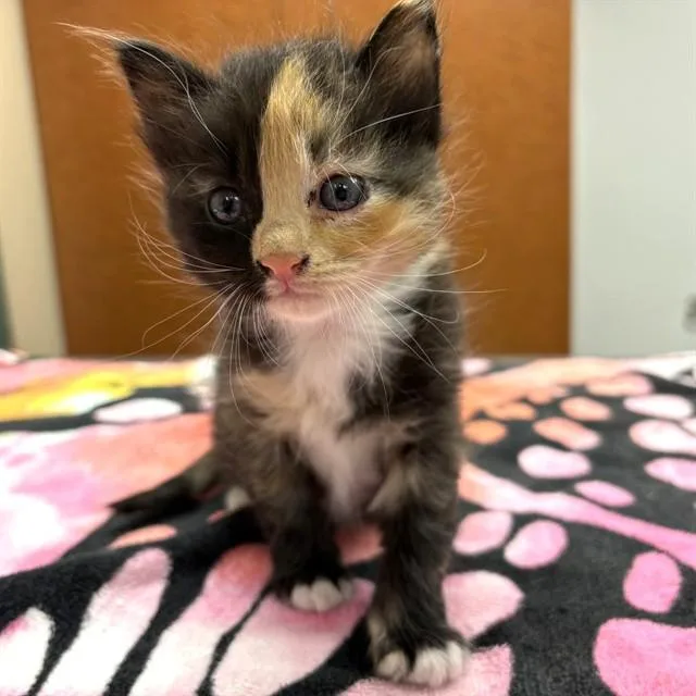 A baby small-sized female Domestic Long Hair cat named Unknown for adoption in Rancho Cucamonga, CA