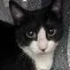 A baby medium-sized male Domestic Short Hair cat named Kirby for adoption in Brenham, TX