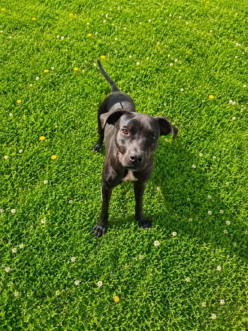 A young medium-sized male Black American Bully dog named Sawyer for adoption in Lancaster, KY