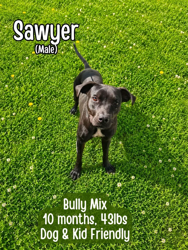 Sawyer thumbnail 2