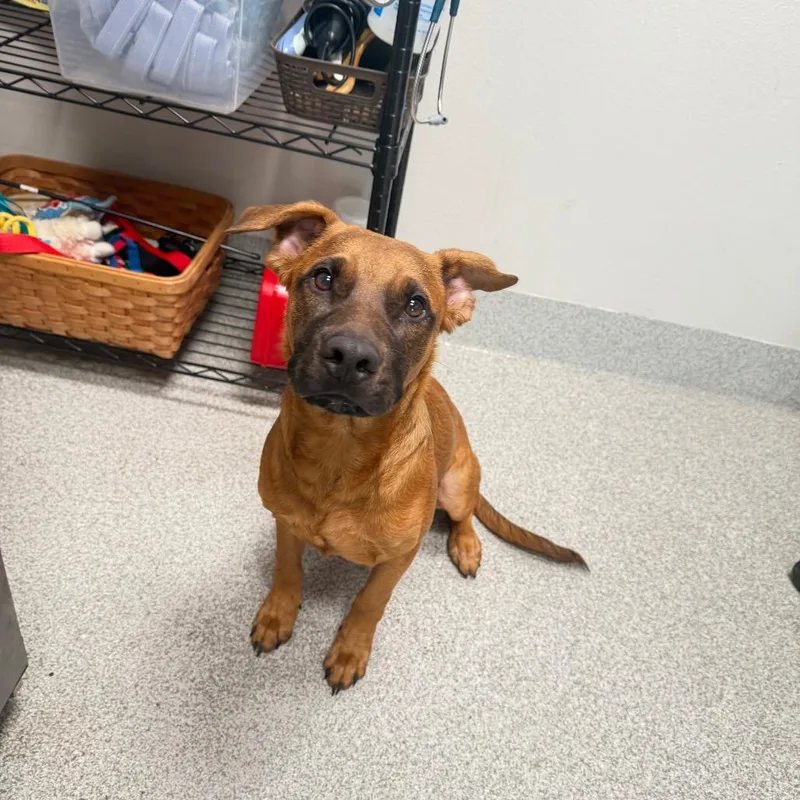 A young medium-sized male Brown / Chocolate Mixed Breed dog named Pumpkin for adoption in Englewood, FL