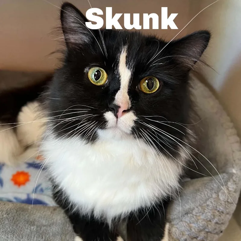 Skunk