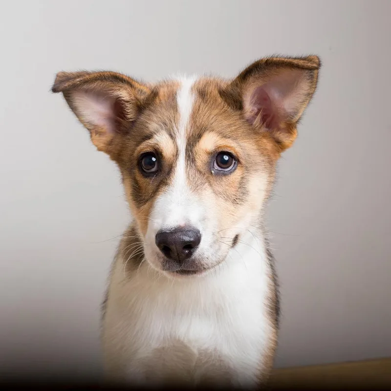 A baby medium-sized male Husky dog named Tokyo D for adoption in Minnetonka, MN