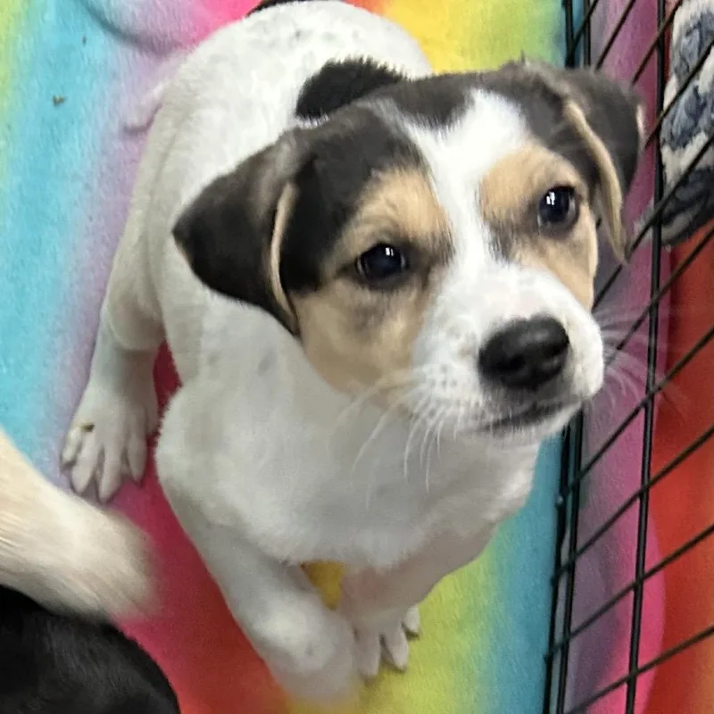 A baby small-sized female White / Cream Labrador Retriever dog named Lexus for adoption in Flagstaff, AZ