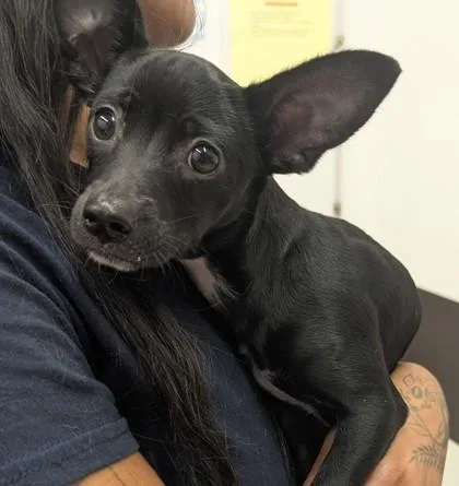 A baby small-sized female Parson Russell Terrier dog named Princess Natasha for adoption in Atlanta, GA