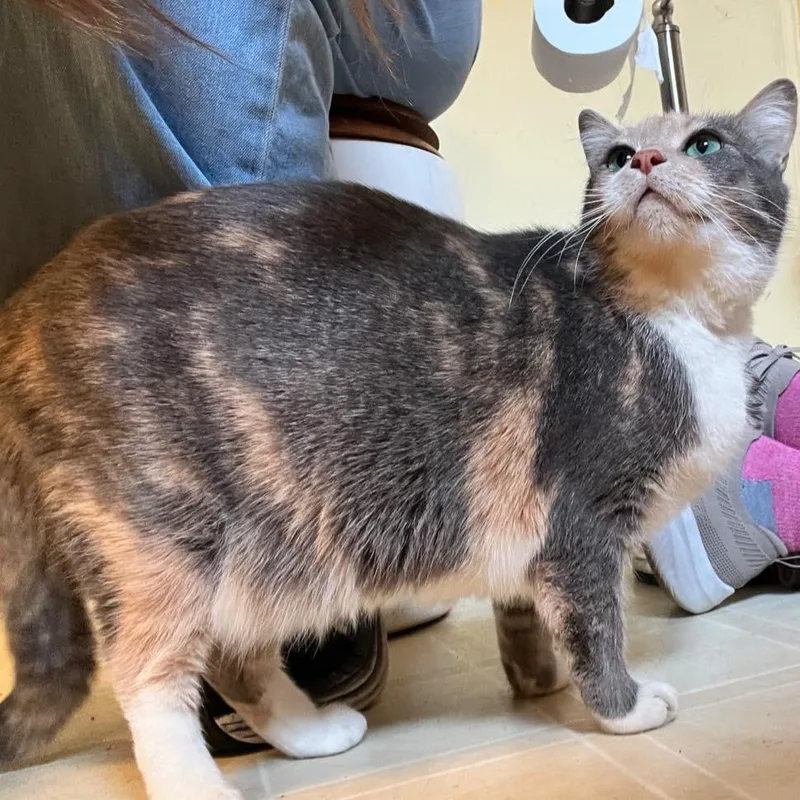 An adult medium-sized female Dilute Calico cat named Pebbles for adoption in St Leonard, MD