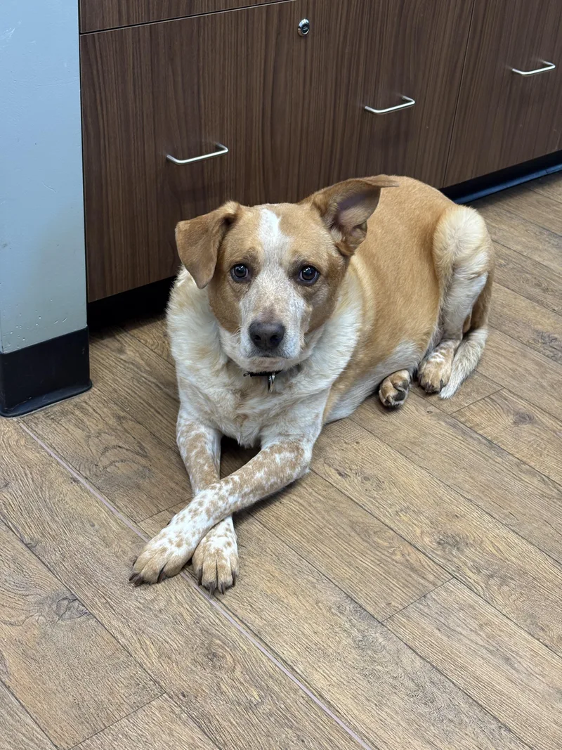 Freckles thumbnail 4