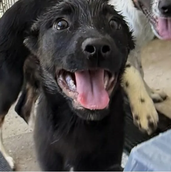 A baby medium-sized female Black Border Collie dog named Raven for adoption in Santa Rosa, CA