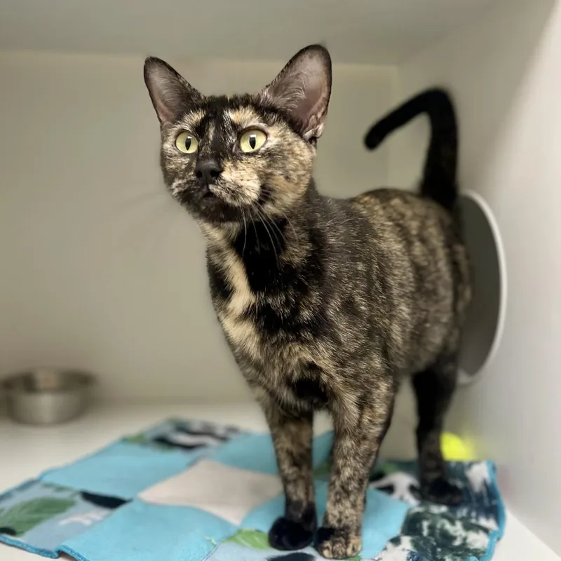 An adult large-sized female Tortoiseshell Domestic Short Hair cat named Mya for adoption in Champaign, IL