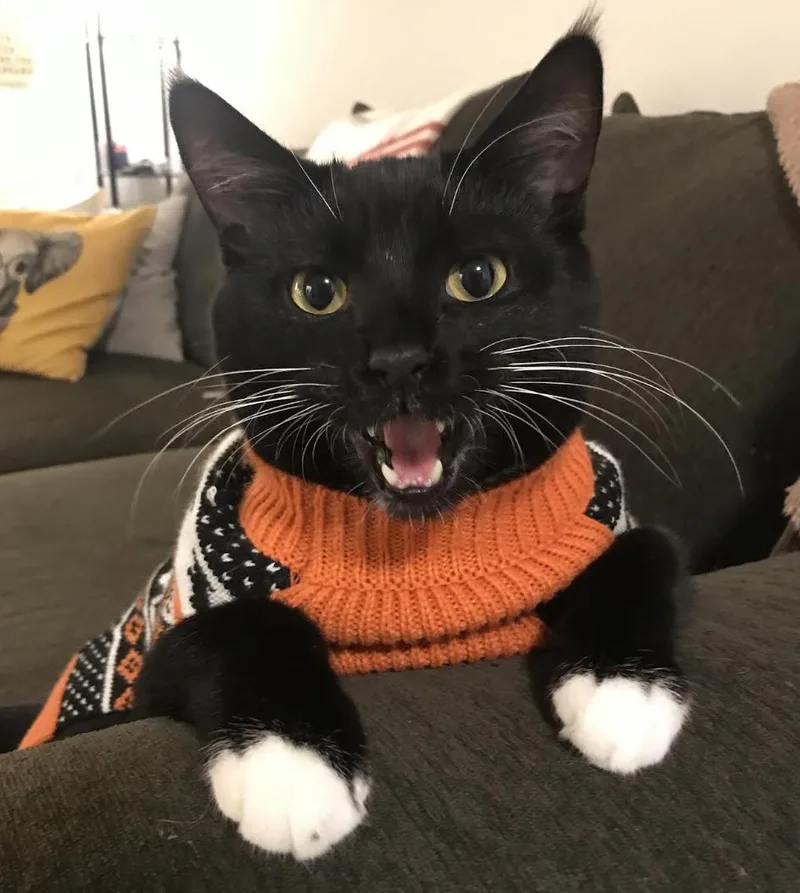 A senior large-sized male Black & White / Tuxedo Domestic Short Hair cat named Simon for adoption in Cincinnati, OH