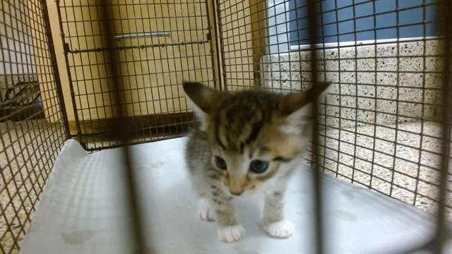 A baby small-sized male Domestic Short Hair cat named Rascal for adoption in Miami, FL
