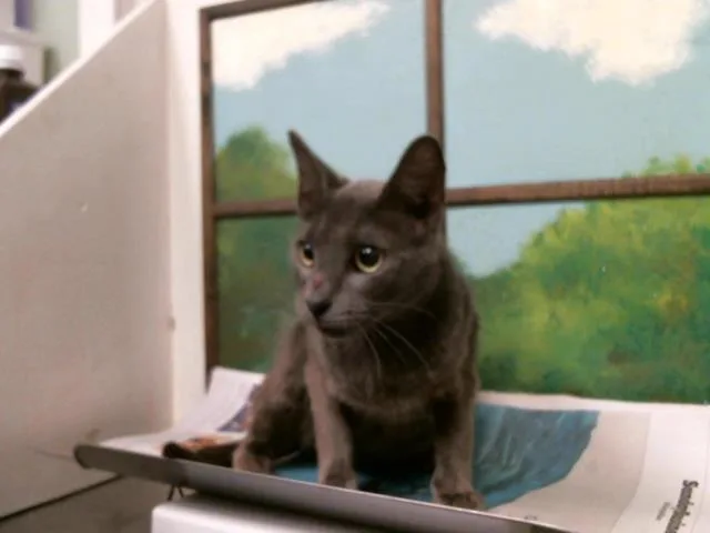 A young large-sized female Domestic Short Hair cat named Hillary for adoption in Houston, TX