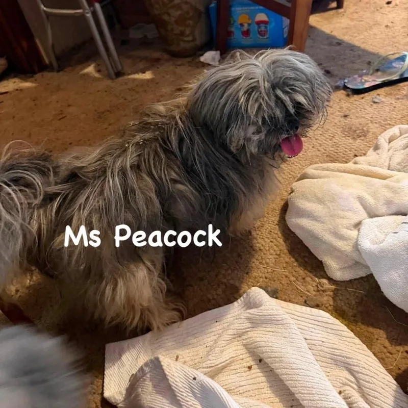 Ms Peacock