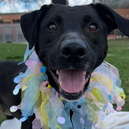 Seraphina thumbnail 2