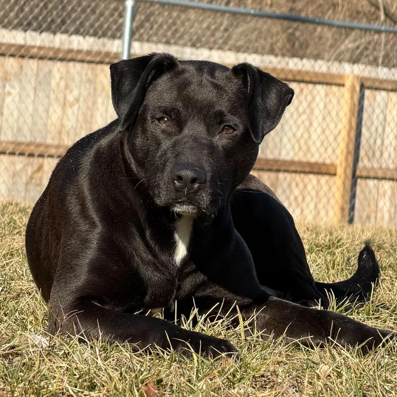 Seraphina thumbnail 3