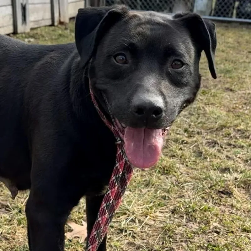 Seraphina thumbnail 4