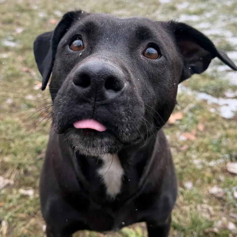 Seraphina thumbnail 5