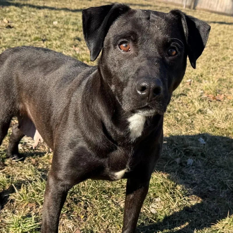 Seraphina thumbnail 6