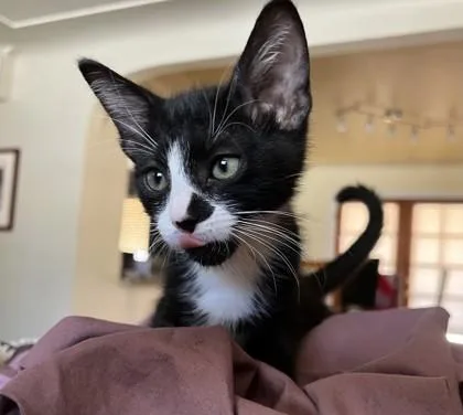 A young small-sized male Domestic Short Hair cat named Geddy for adoption in Phoenix, AZ