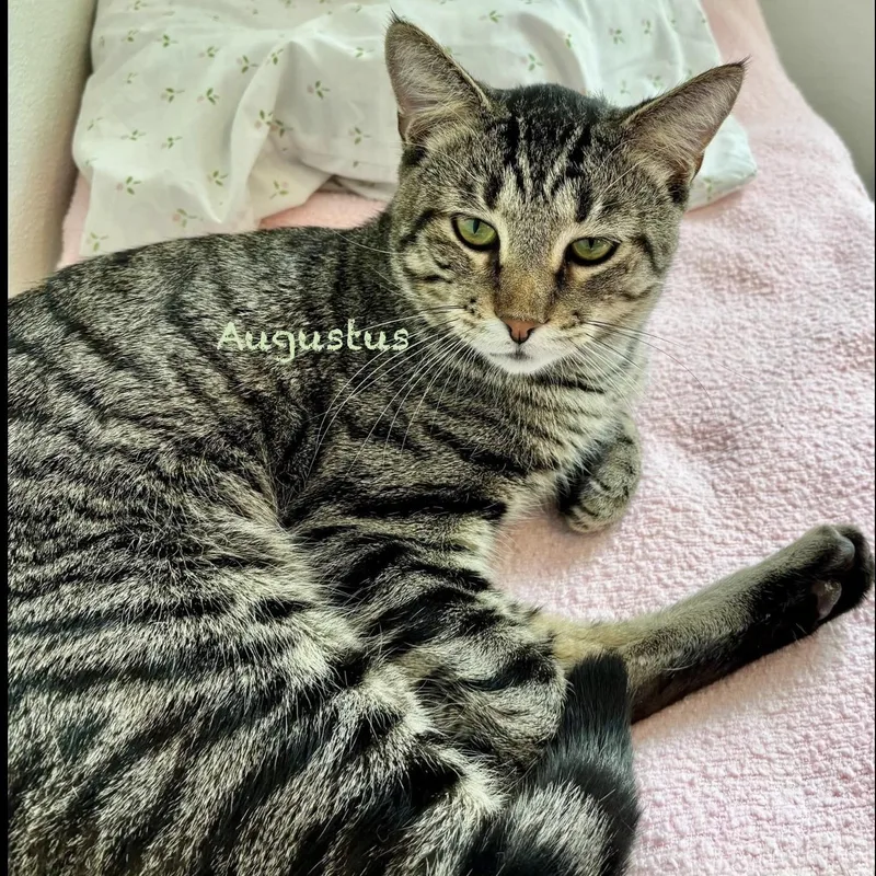 An adult large-sized male Tabby (Brown / Chocolate) Tabby cat named Augustus for adoption in Palatine, IL