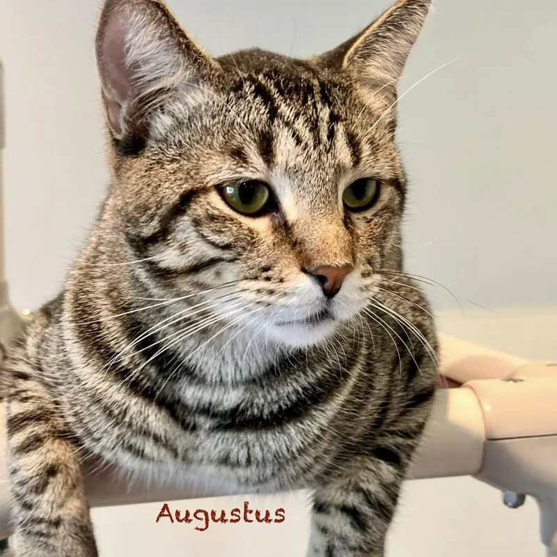 Augustus thumbnail 3