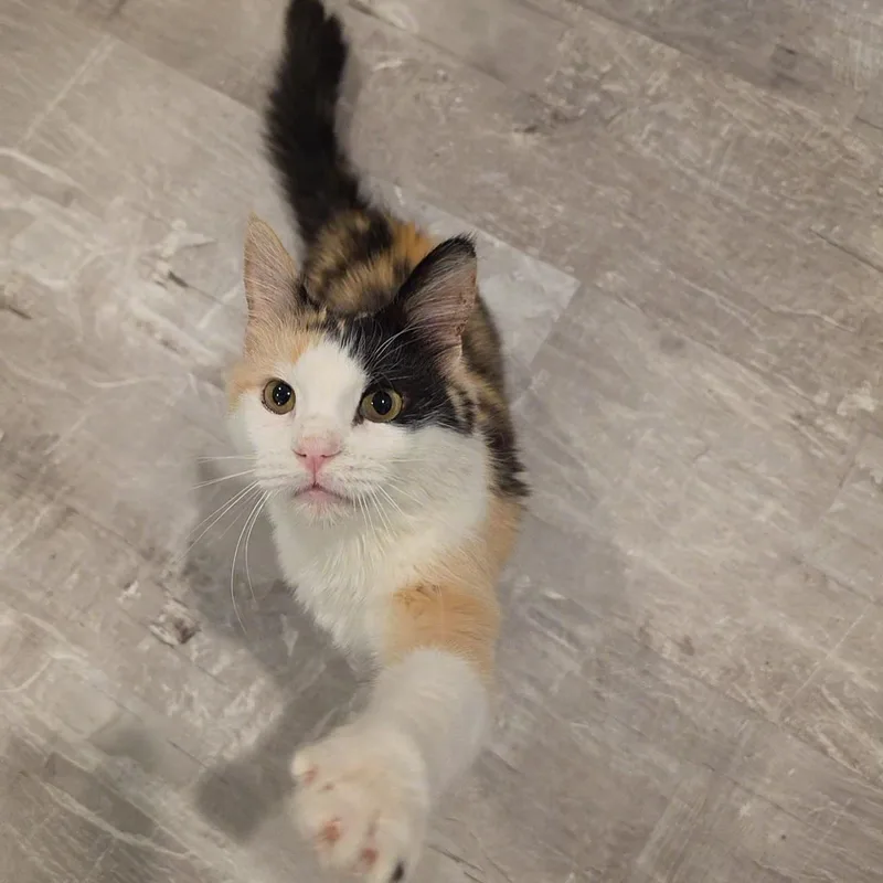 Pebbles thumbnail 4