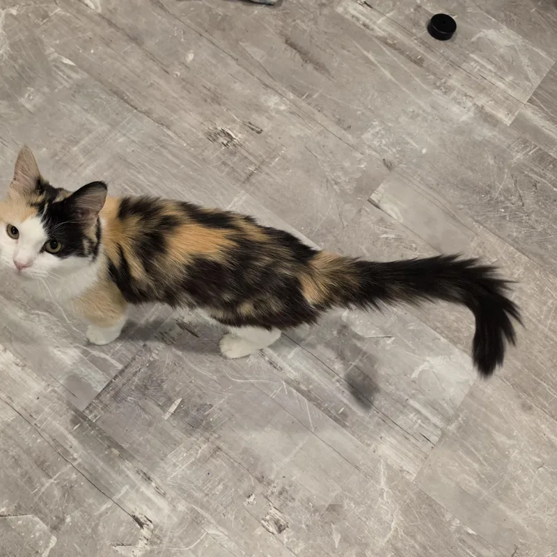 Pebbles thumbnail 5