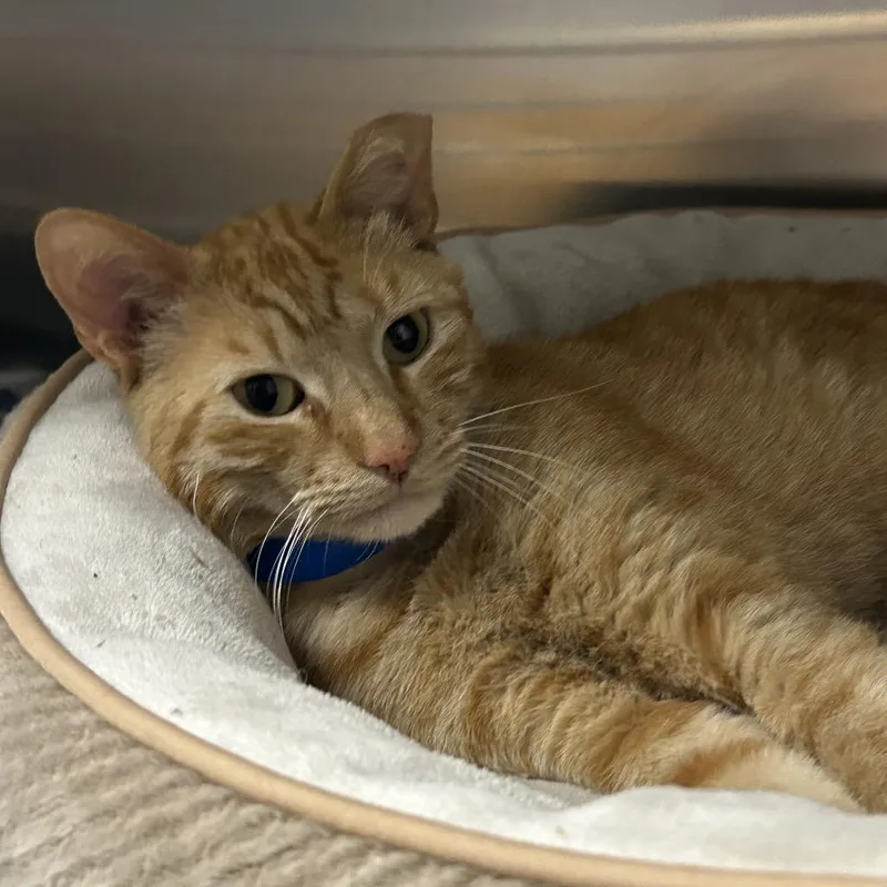 An adult medium-sized male Orange / Red Domestic Short Hair cat named Bibble for adoption in Auburn, AL