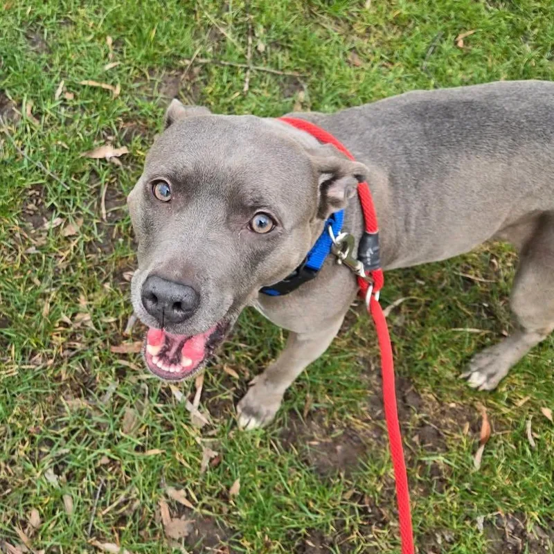 An adult medium-sized female Gray / Blue / Silver Mixed Breed dog named Mamita for adoption in Grand Rapids, MI