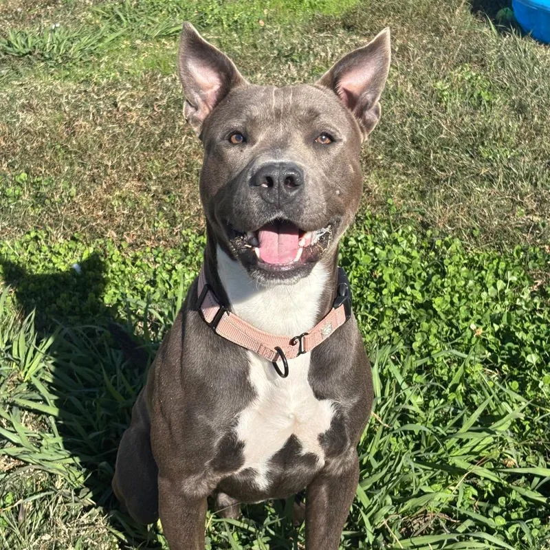 An adult medium-sized male Gray / Blue / Silver Pit Bull Terrier dog named Asher for adoption in League City, TX