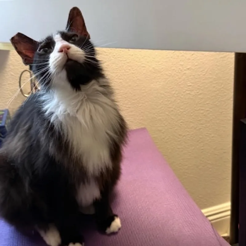 A senior small-sized male Black Oriental Long Hair cat named Tux for adoption in Long Beach, CA