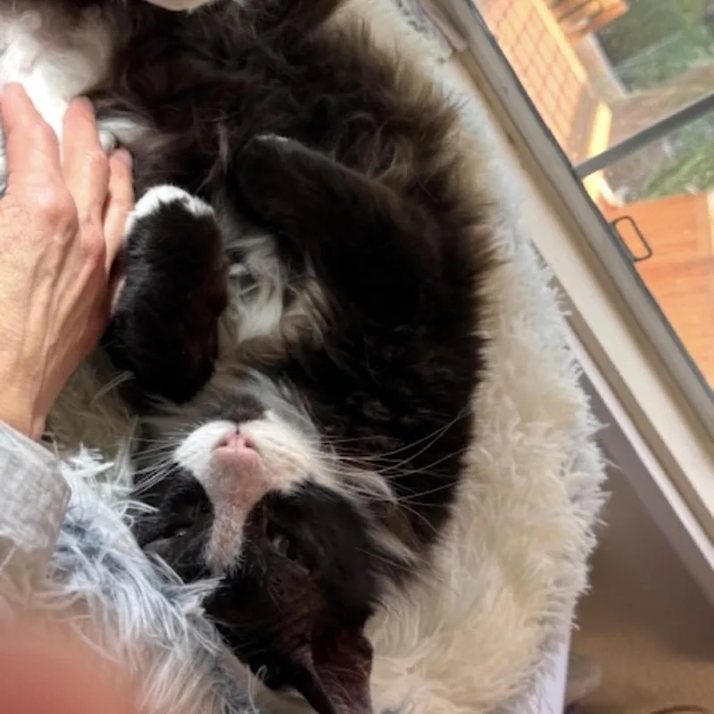 Tux thumbnail 2