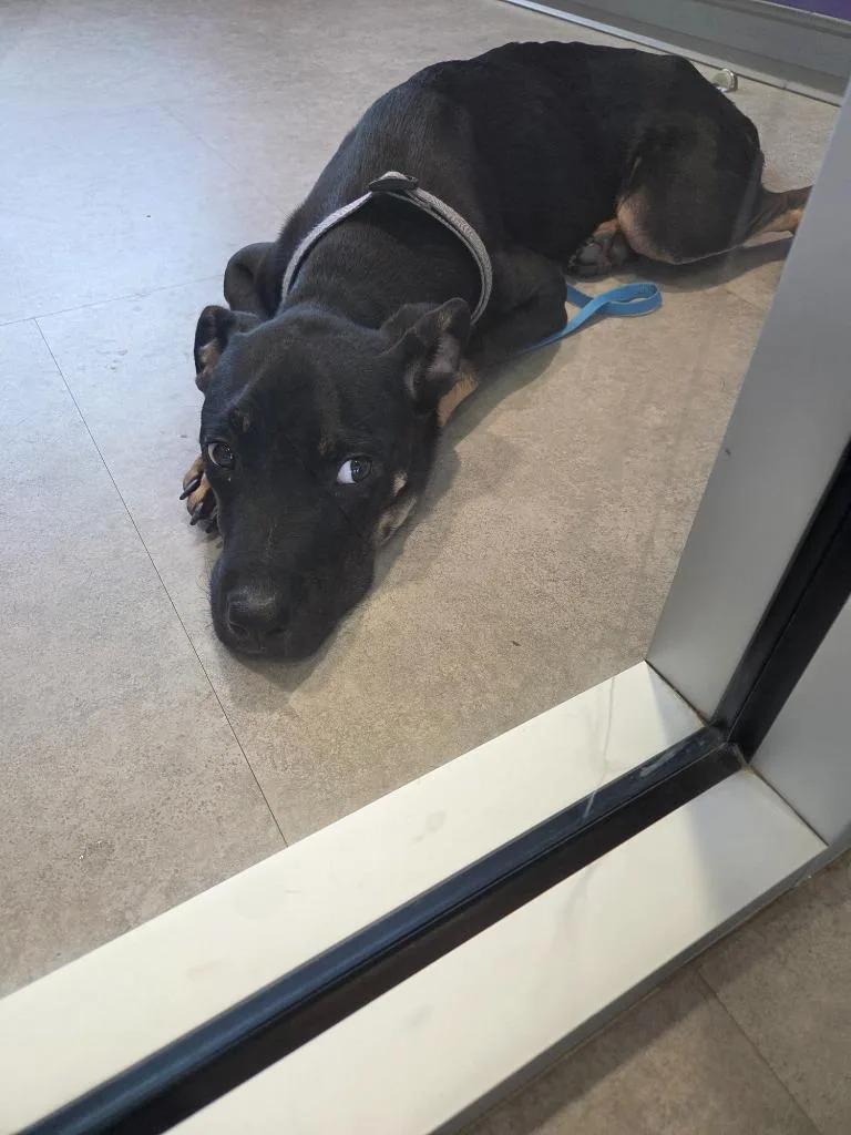 A young large-sized male Mixed Breed dog named Scotty for adoption in Bossier City, LA