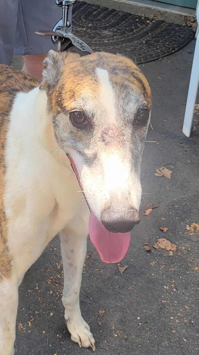 An adult large-sized male Brindle Greyhound dog named Ww Gregori for adoption in Allentown, PA