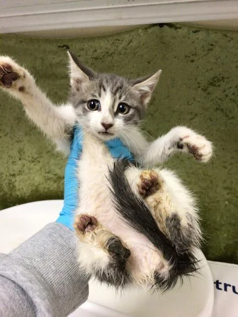 A baby small-sized female Domestic Short Hair cat named Saturn for adoption in Riverside, CA