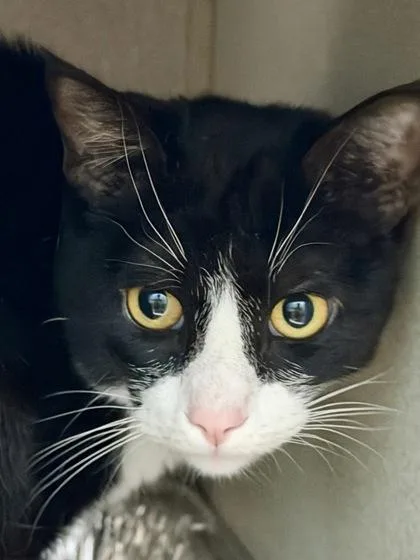 An adult small-sized male Domestic Short Hair cat named Mario for adoption in New Orleans, LA