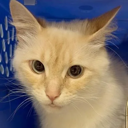 An adult medium-sized female Domestic Medium Hair cat named Poppy for adoption in Burlington, WA