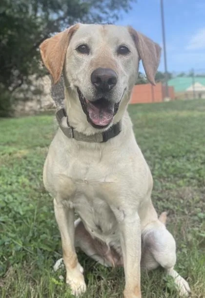 An adult large-sized female Labrador Retriever dog named Hilda for adoption in San Antonio, TX