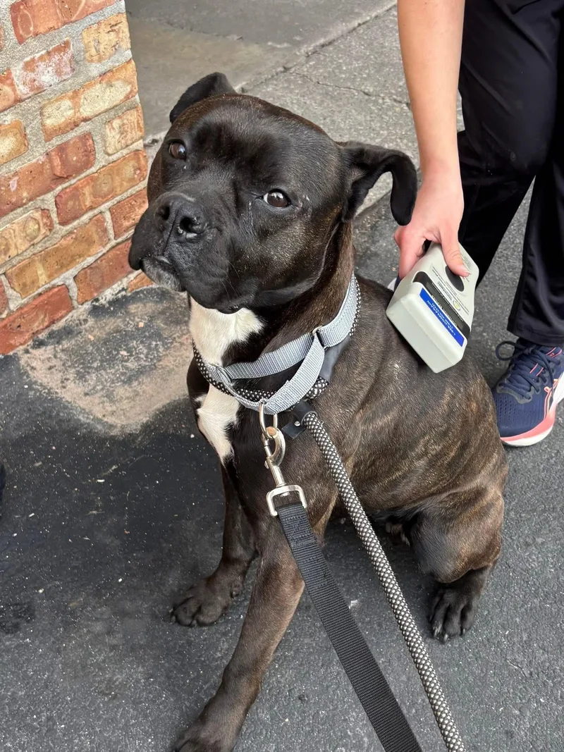 A young medium-sized female Brindle Boxer dog named Ladybug for adoption in Blue Island, IL