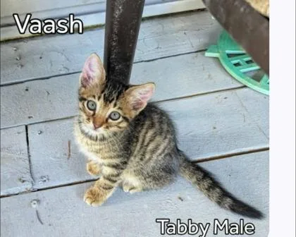 A young small-sized male Domestic Short Hair cat named Vaash Bridges for adoption in Beatrice, NE