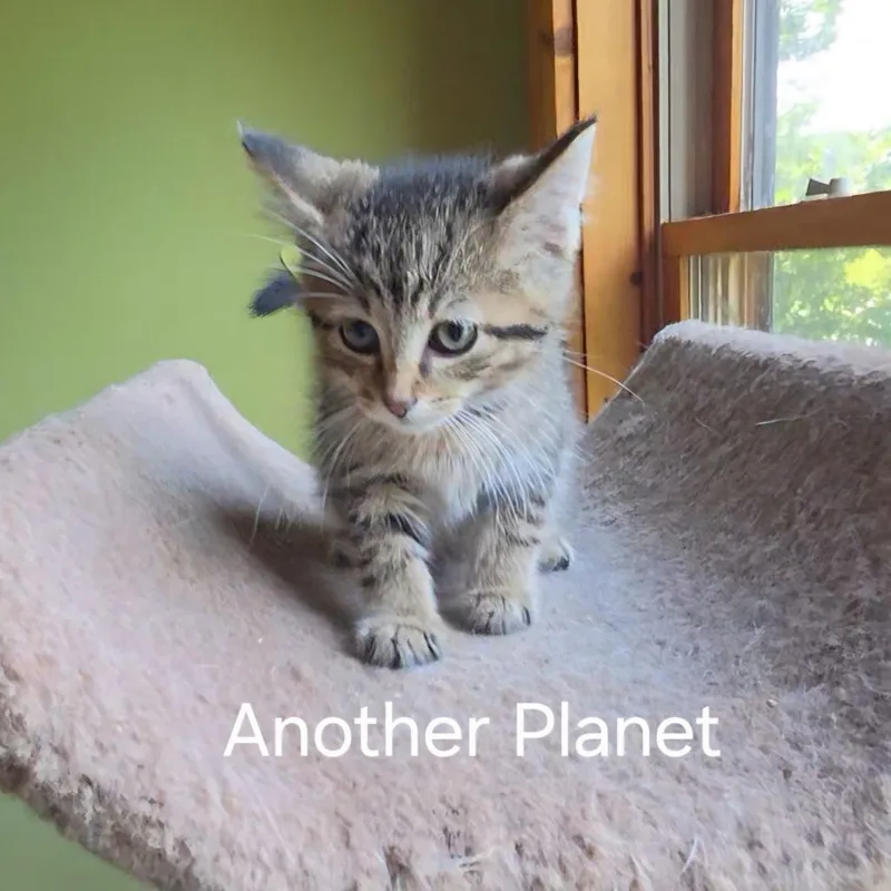 Another Planet thumbnail 2