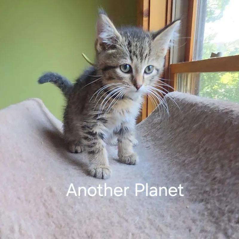 Another Planet thumbnail 3
