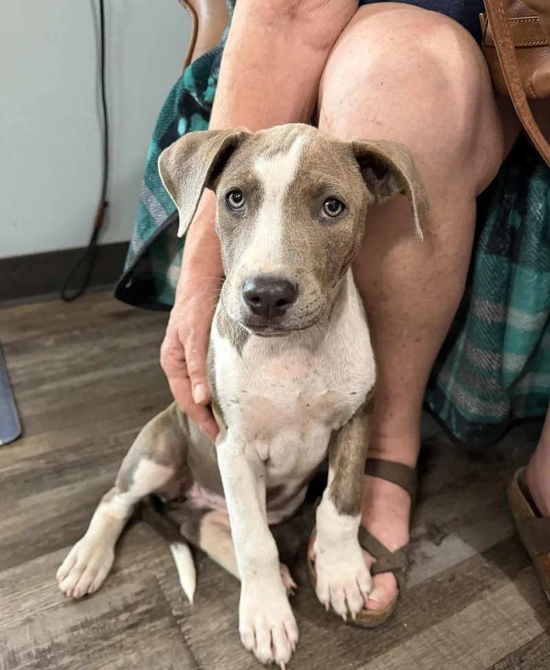 A baby medium-sized female Gray / Blue / Silver Weimaraner dog named Eliza Elementary for adoption in Andover, MA