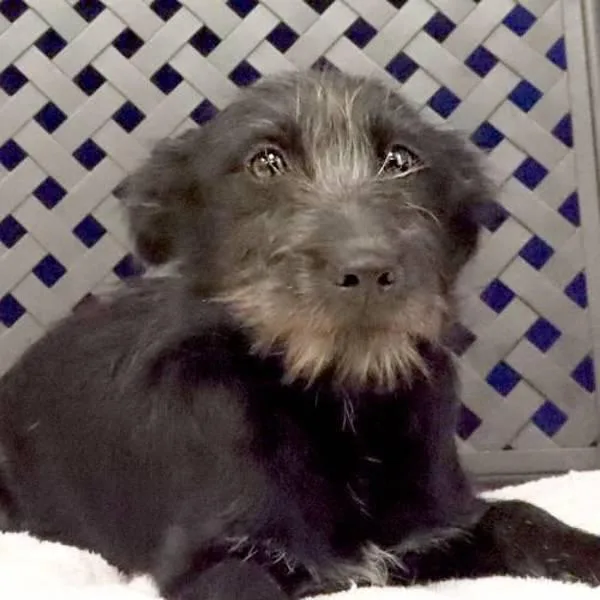 A baby small-sized female Cairn Terrier dog named Pepsi for adoption in Fort Davis, TX