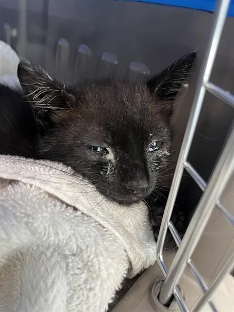 A baby small-sized female Domestic Short Hair cat named Polly for adoption in Fort Lauderdale, FL