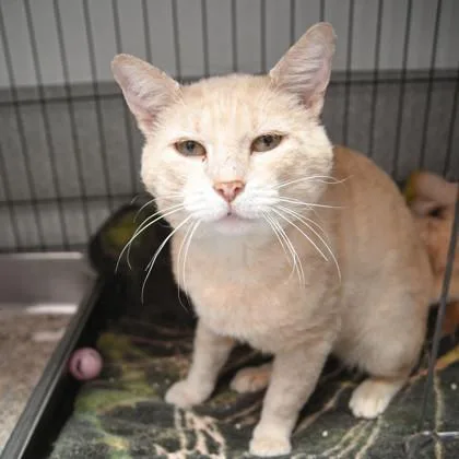 An adult medium-sized male Domestic Short Hair cat named Dr. Tom for adoption in Ringoes, NJ