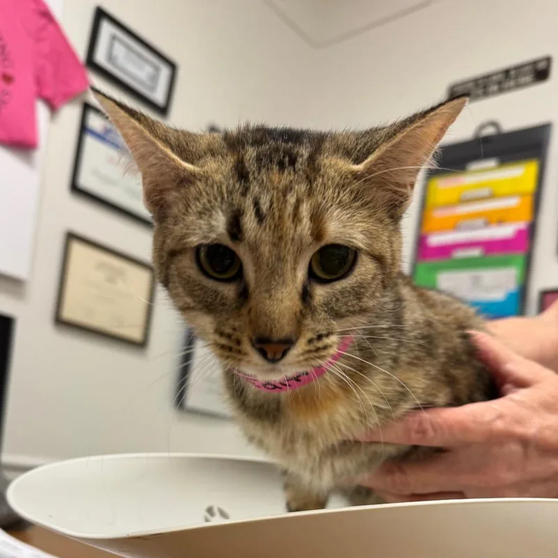 A young medium-sized female Brown / Chocolate Domestic Short Hair cat named Edith for adoption in Peoria, IL